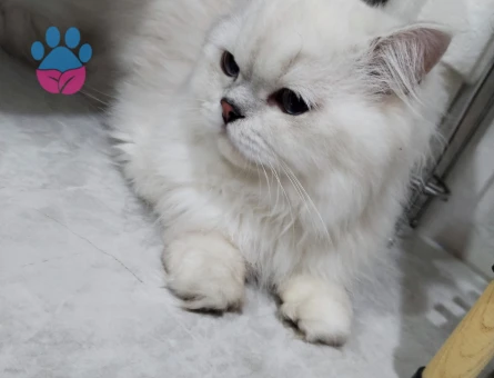 Oğlum Eros için dişi arayaşım mevcuttur