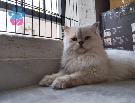 Oğlum Eros için dişi arayaşım mevcuttur