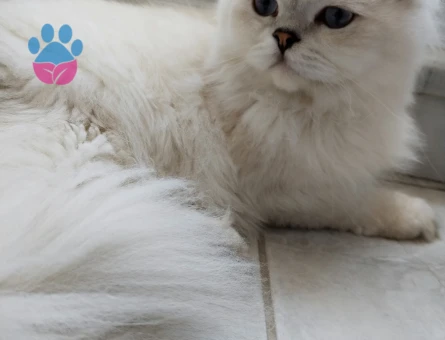 Oğlum Eros için dişi arayaşım mevcuttur