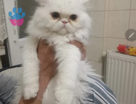 Beyaz uzUn tüylü tercihimiz