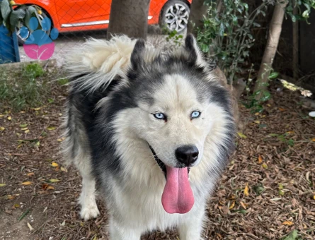 Erkek Husky oğluma eş arıyorum