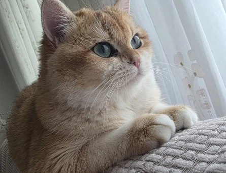 British Shorthair 1 Yaşında Eş Arıyor - 118984535