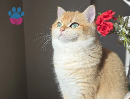 British Shorthair 1 Yaşında Eş Arıyor