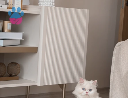 CHİNCHİLLA KEDİ 2 YAŞINDA
