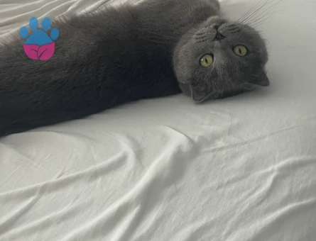 British Shorthair Minnoş Eş Arıyor 1 Yaşında - 118984541