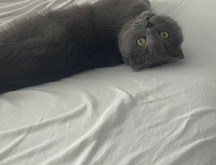 British Shorthair Minnoş Eş Arıyor 1 Yaşında - 118984541