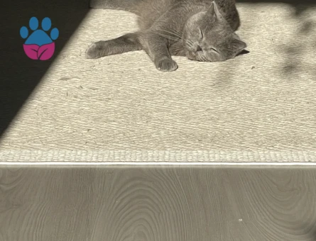 British Shorthair Minnoş Eş Arıyor 1 Yaşında