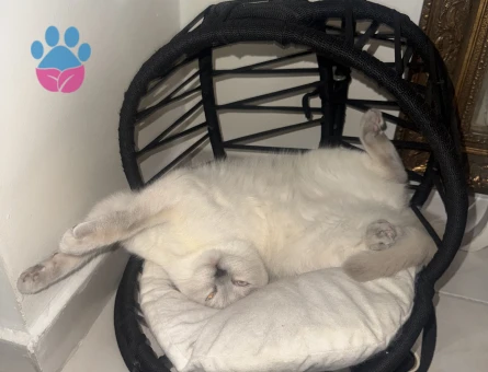 British Shorthair 1,5  Yaşında Eş Arıyor - 118984542