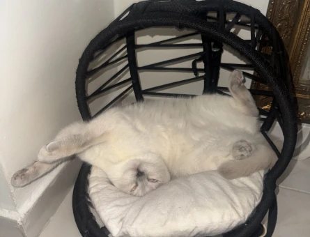 British Shorthair 1,5  Yaşında Eş Arıyor - 118984542