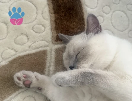 British Shorthair 1,5  Yaşında Eş Arıyor