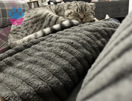 Scottish Fold Dişi Kızgınlıkta