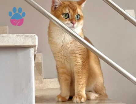 Secereli Ny11 Erkek Golden British