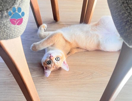 Secereli Ny11 Erkek Golden British