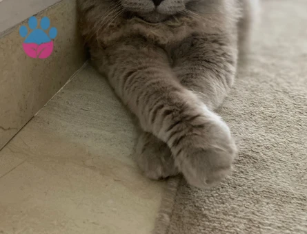 British Longhair Aslan Eş Arıyor
