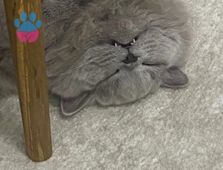 British Longhair Aslan Eş Arıyor