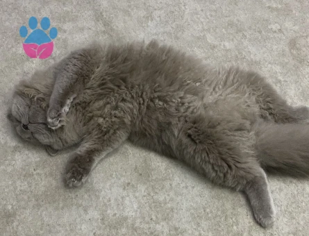 British Longhair Aslan Eş Arıyor