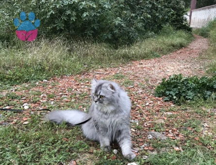british longhair dişi