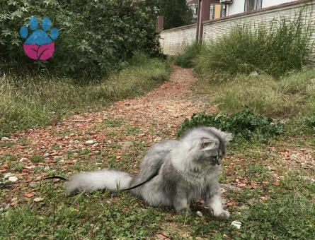 british longhair dişi