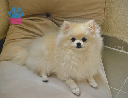 Ücreti verilir pomeranianıma eş arıyorum