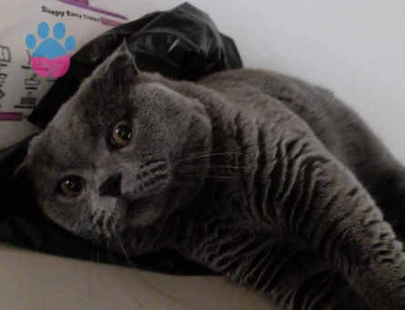 SCOTTISH FOLD 1 YAŞINDA ERKEK