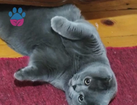 SCOTTISH FOLD 1 YAŞINDA ERKEK