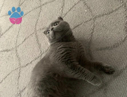 SCOTTISH FOLD 1 YAŞINDA ERKEK