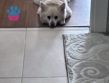 poomeranian spitz çiftleştirme DİŞİ ARANIYOR