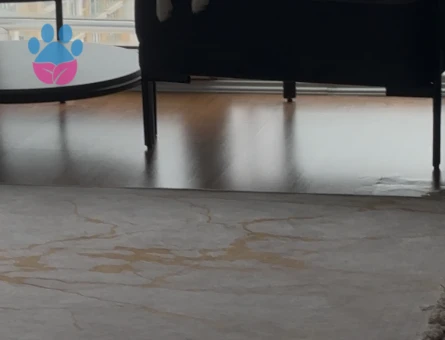 poomeranian spitz çiftleştirme DİŞİ ARANIYOR