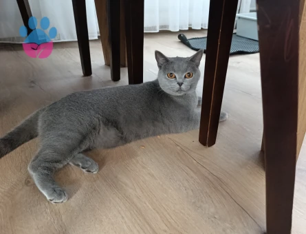 Kızımıza Eş Arıyoruz