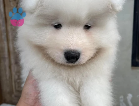 sevımlı samoyet baby face beyz kutup yavruları - 7140 - Görsel 4