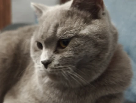 British Shorthair Dişi Kedime Eş Arıyorum - 118984831