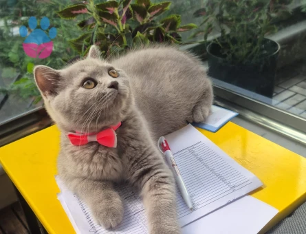 British Shorthair Dişi Kedime Eş Arıyorum - Görsel 3