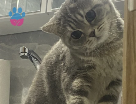 British Shorthair Kedime Es arıyorum - Görsel 5