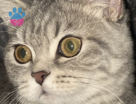 British Shorthair Kedime Es arıyorum - Görsel 3