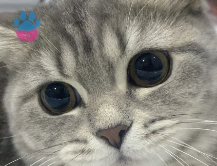 British Shorthair Kedime Es arıyorum - Görsel 4