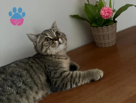 British Shorthair Kızım ponçige eş arıyorum - Görsel 3