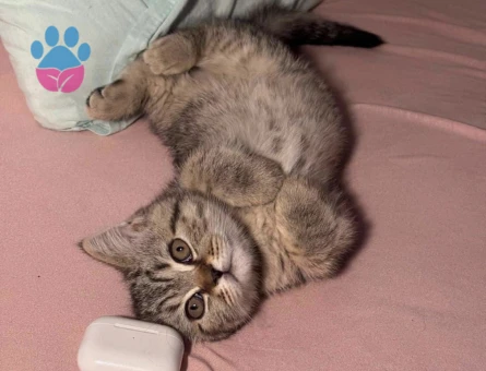 British Shorthair Kızım ponçige eş arıyorum - 118984838