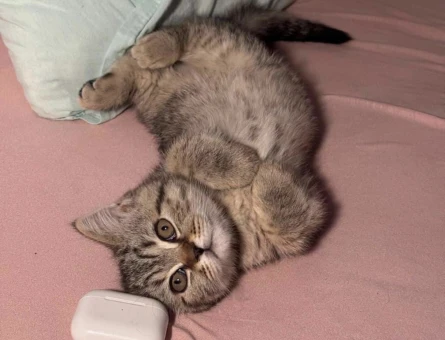 British Shorthair Kızım ponçige eş arıyorum - 118984838