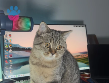 British Shorthair Kızım ponçige eş arıyorum - Görsel 4