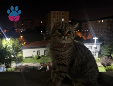 British Shorthair Kızım ponçige eş arıyorum - Görsel 5