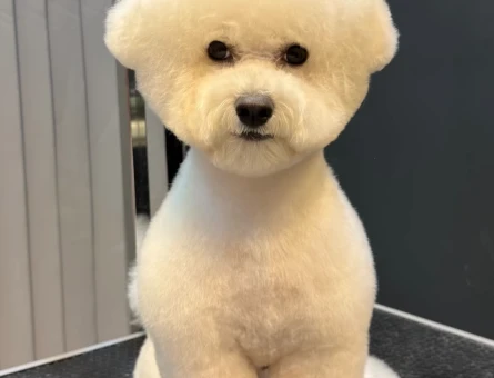 1 Yaşında Orjinal Bichon Kızgınlıkta - 118984839