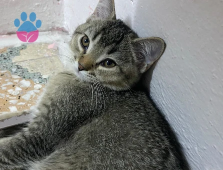 British Shorthair Erkek Kızgınlıkta