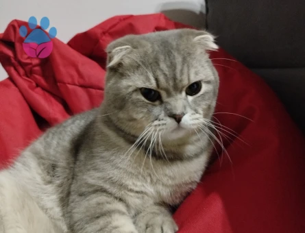 Scottish Fold Kedime Eş Arıyorum