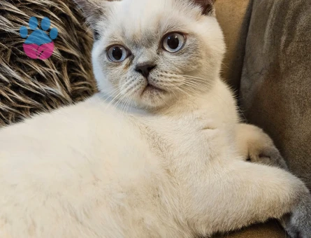 ALFA isimli erkek kedime dişi eş arıyorum