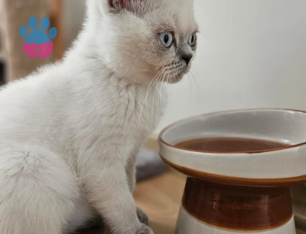 ALFA isimli erkek kedime dişi eş arıyorum