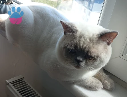 ALFA isimli erkek kedime dişi eş arıyorum