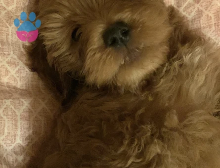 Maltipoo erkek 2 yaşında köpeğim için eş arıyorum