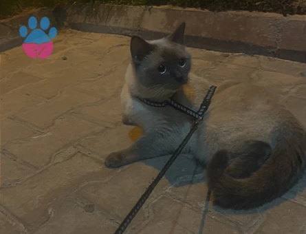 British blue point kedime eş arıyorum