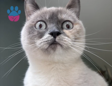 British Shorthair 1 Yaşında Eş Arıyor