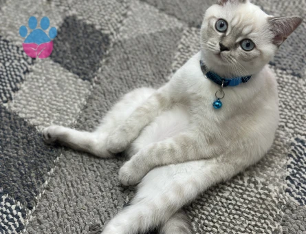 11 aylık british shorthair oğluma eş arıyorum. Küçükçekçece/Cennet
